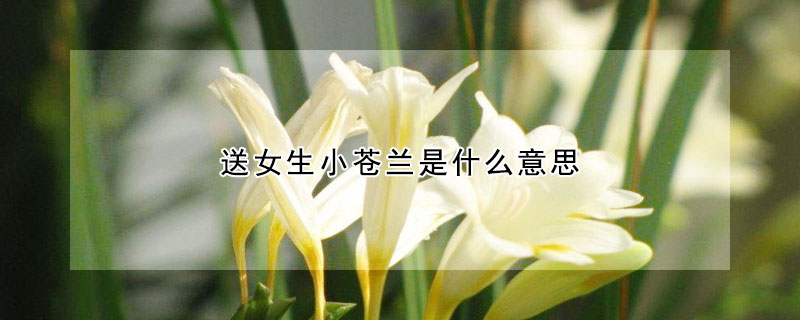 送女生小蒼蘭是什么意思