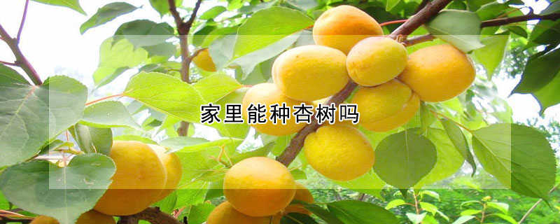 家里能種杏樹嗎