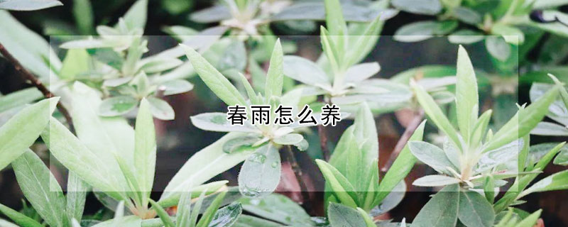 春雨怎么養(yǎng)
