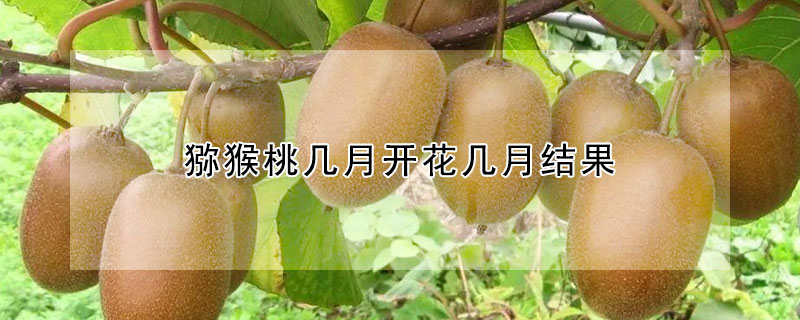 獼猴桃?guī)自麻_花幾月結(jié)果