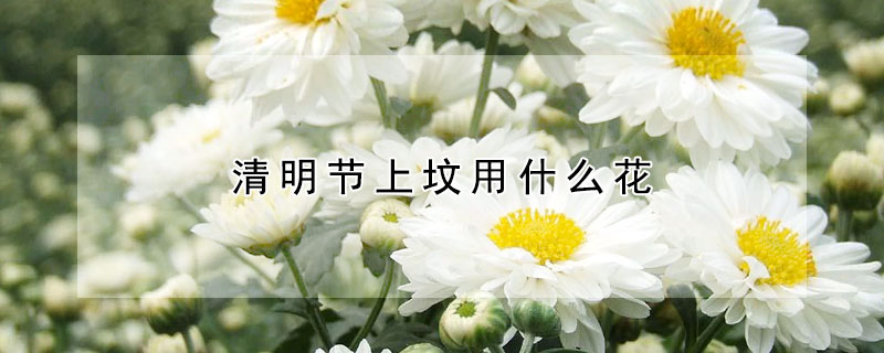 清明節(jié)上墳用什么花