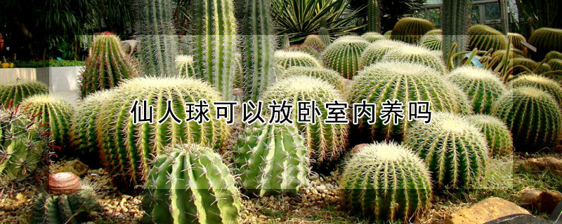仙人球可以放臥室內養嗎