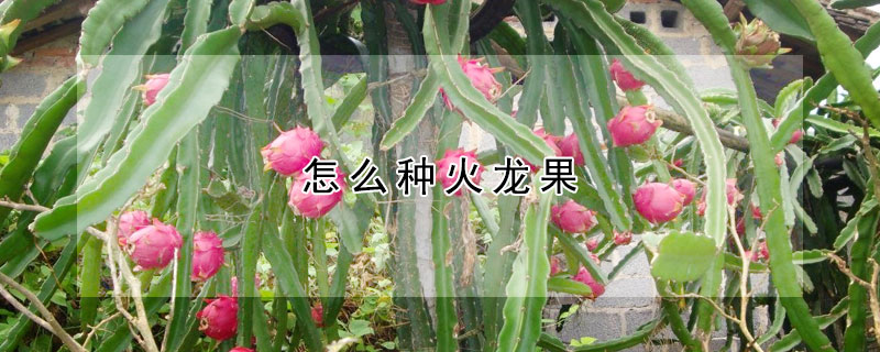 怎么種火龍果