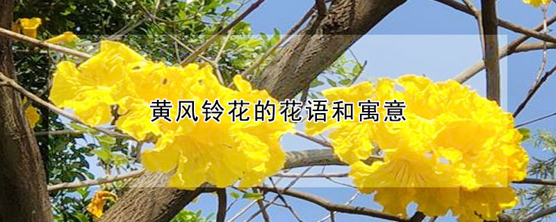 黃風(fēng)鈴花的花語和寓意