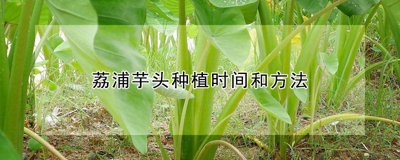 荔浦芋頭種植時間和方法