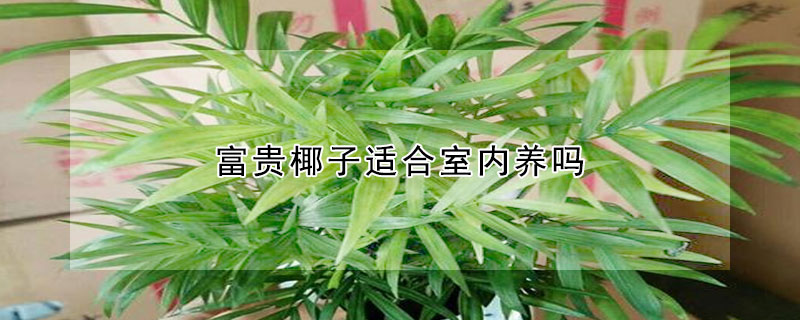 富貴椰子適合室內養嗎