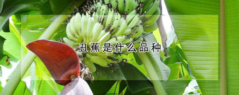 丑蕉是什么品種