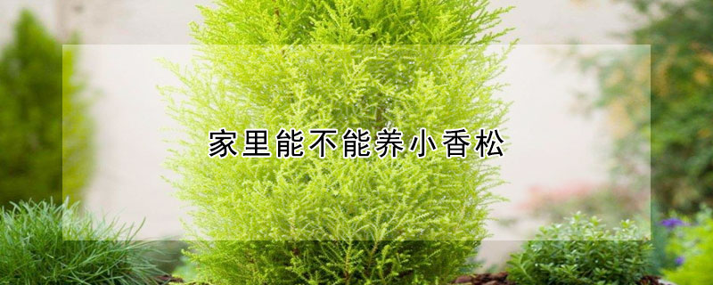 家里能不能養小香松