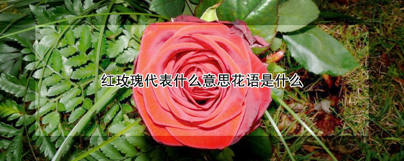 紅玫瑰代表什么意思花語是什么