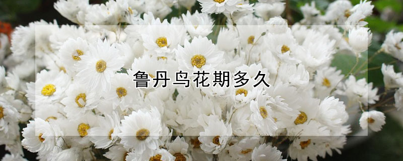 魯?shù)B花期多久