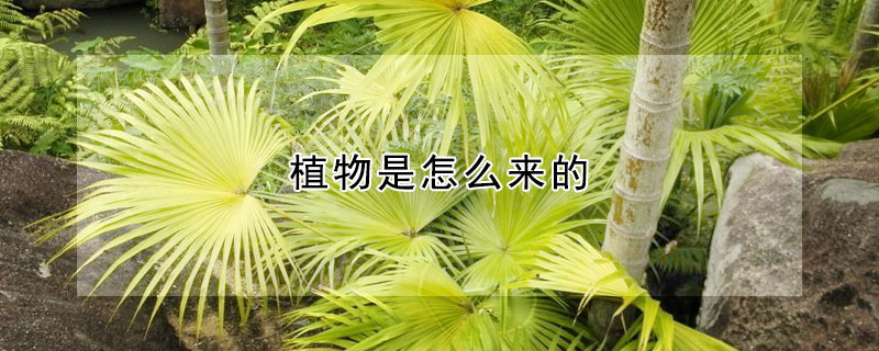 植物是怎么來的
