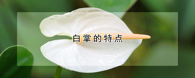白掌的特點