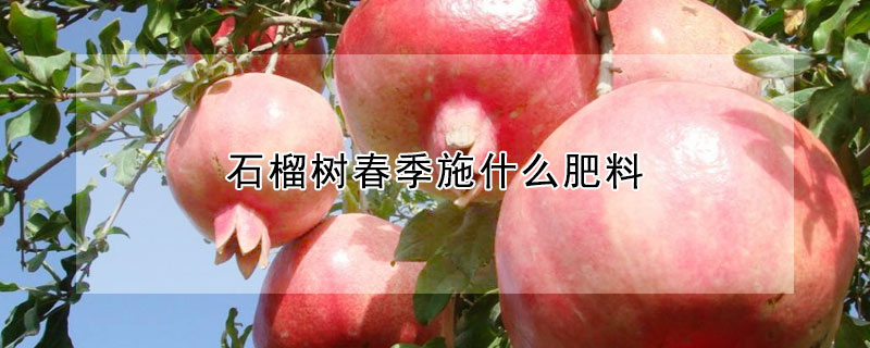 石榴樹春季施什么肥料