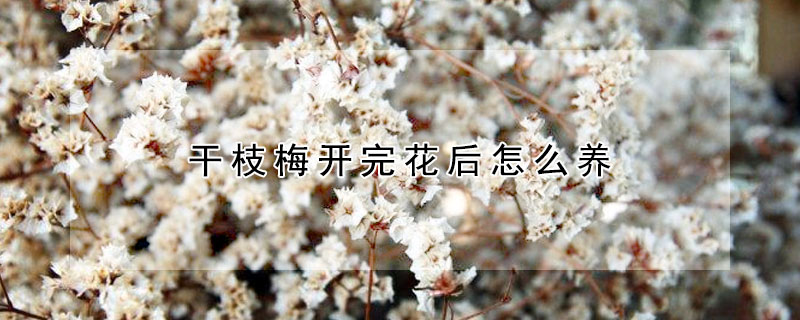 干枝梅開完花后怎么養(yǎng)