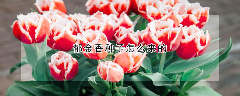 郁金香種子怎么來的