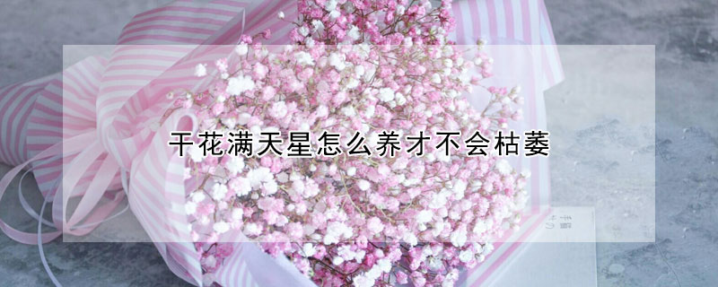 干花滿(mǎn)天星怎么養(yǎng)才不會(huì)枯萎