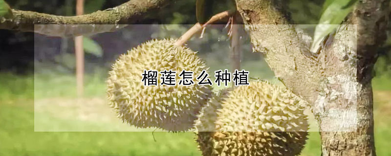 榴蓮怎么種植
