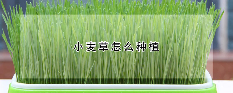 小麥草怎么種植