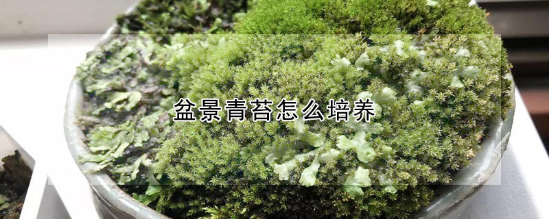 盆景青苔怎么培養