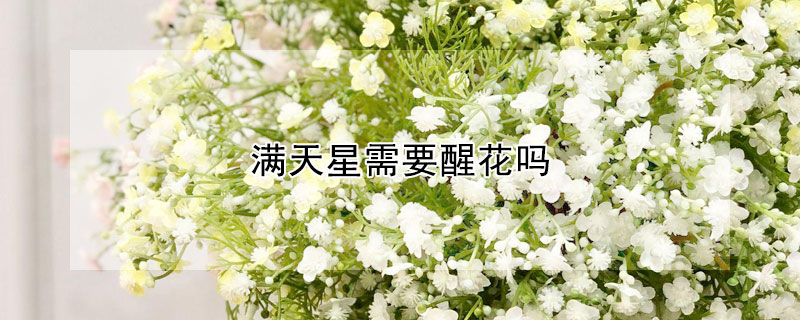 滿(mǎn)天星需要醒花嗎