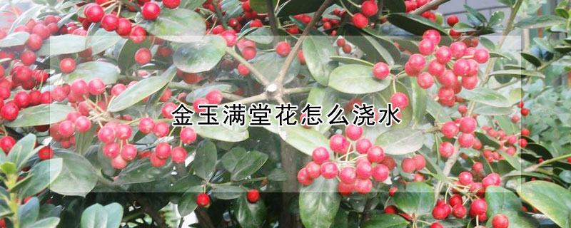 金玉滿(mǎn)堂花怎么澆水
