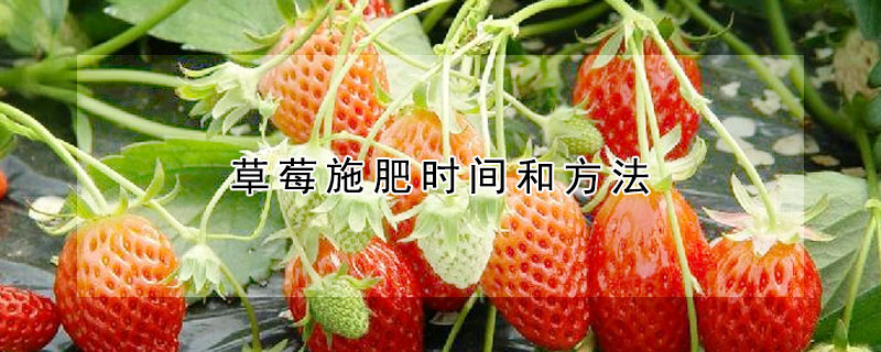 草莓施肥時(shí)間和方法