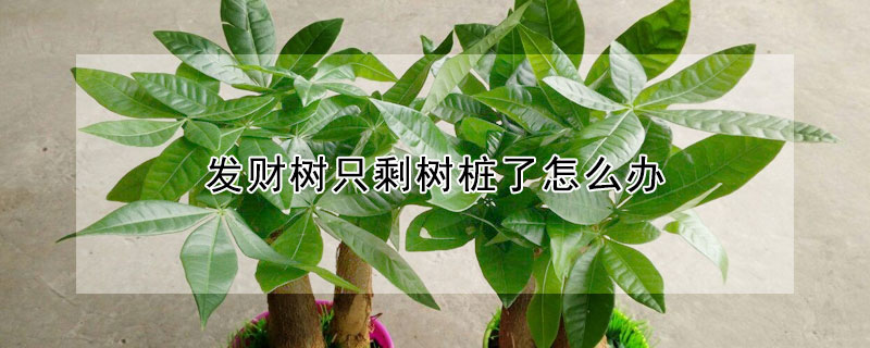 發(fā)財(cái)樹只剩樹樁了怎么辦