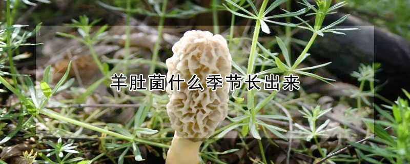 羊肚菌什么季節(jié)長出來