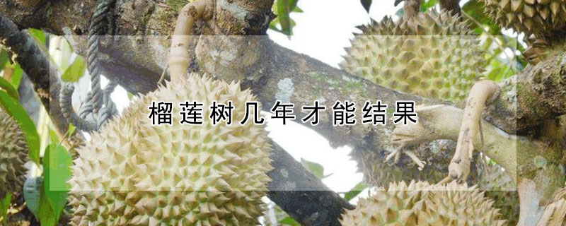 榴蓮樹(shù)幾年才能結(jié)果