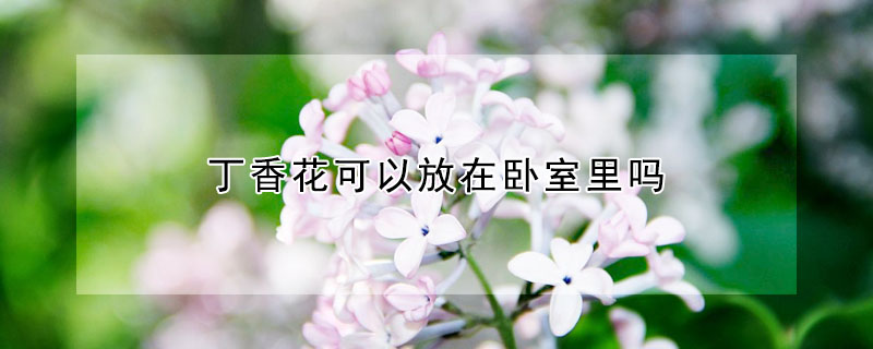 丁香花可以放在臥室里嗎