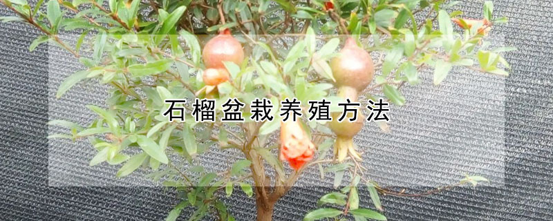 石榴盆栽養殖方法