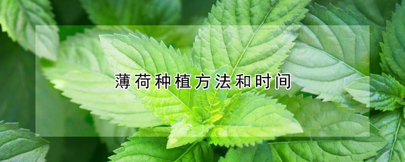薄荷種植方法和時(shí)間