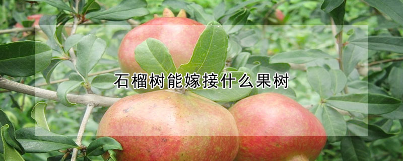 石榴樹能嫁接什么果樹