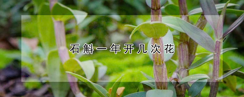 石斛一年開幾次花