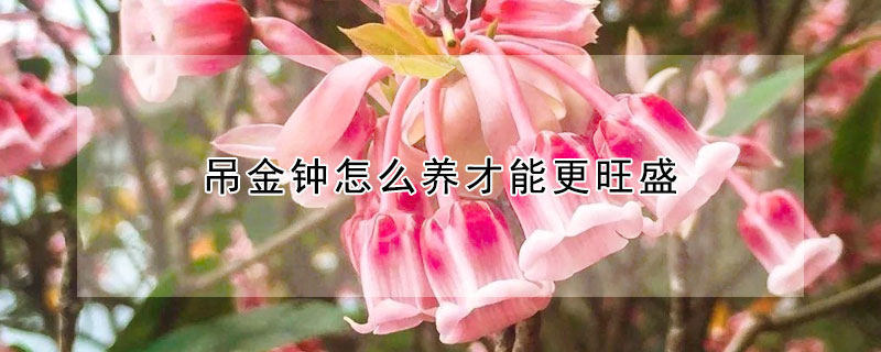 吊金鐘怎么養(yǎng)才能更旺盛