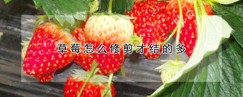 草莓怎么修剪才結的多