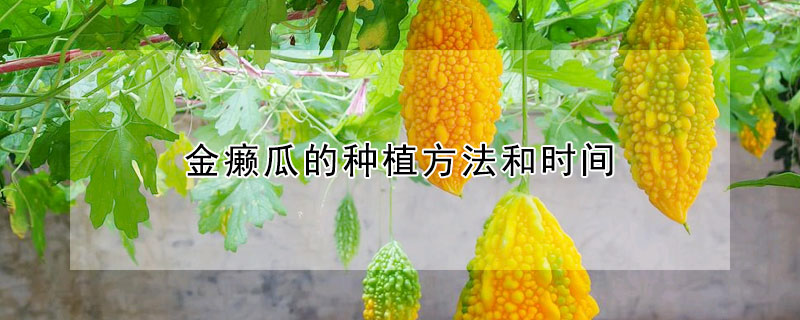 金癩瓜的種植方法和時間