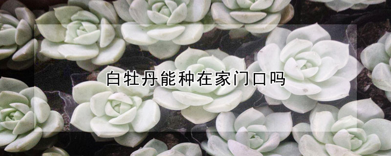 白牡丹能種在家門口嗎