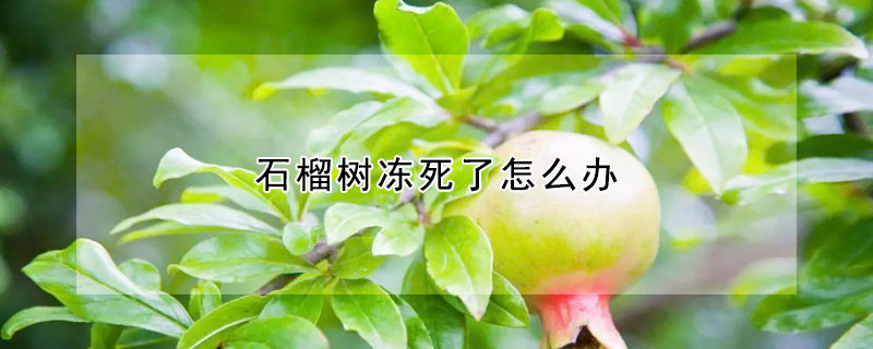 石榴樹凍死了怎么辦