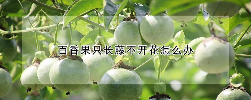 百香果只長藤不開花怎么辦
