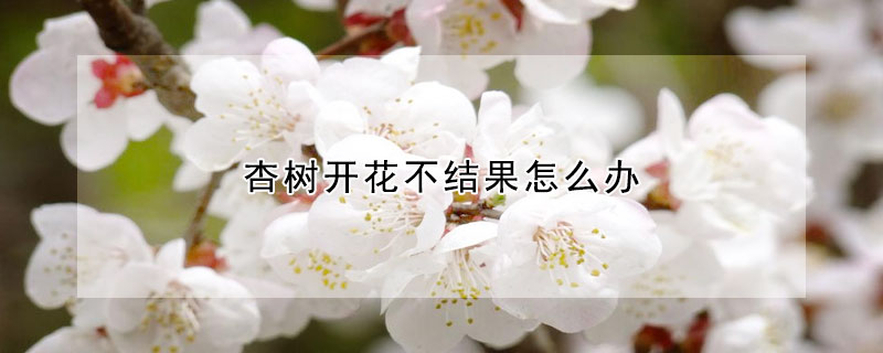 杏樹開花不結果怎么辦