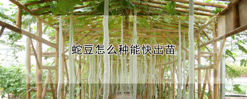 蛇豆怎么種能快出苗