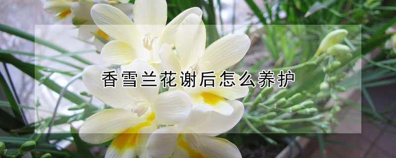 香雪蘭花謝后怎么養護