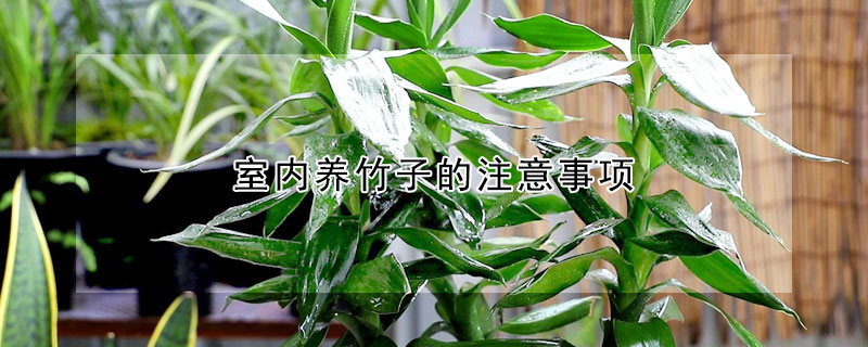 室內養(yǎng)竹子的注意事項