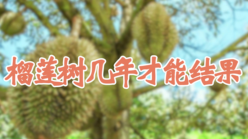 榴蓮樹幾年才能結果