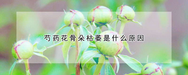 芍藥花骨朵枯萎是什么原因