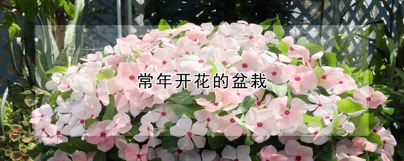 常年開花的盆栽