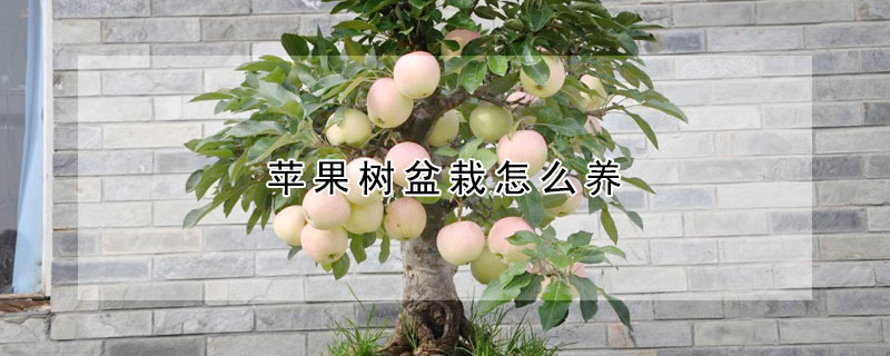 蘋果樹盆栽怎么養