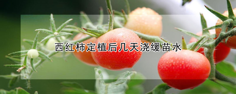 西紅柿定植后幾天澆緩苗水
