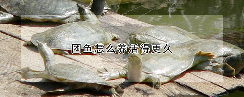 團(tuán)魚怎么養(yǎng)活得更久
